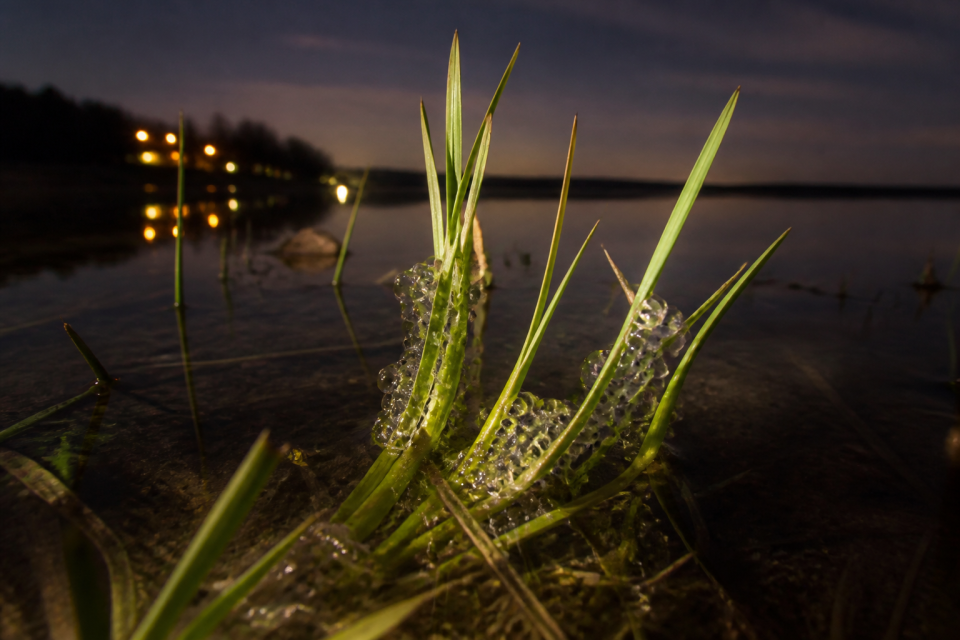 Fischeier an Wasserpflanzen im flachen, schwach beleuchteten Uferbereich bei Nacht