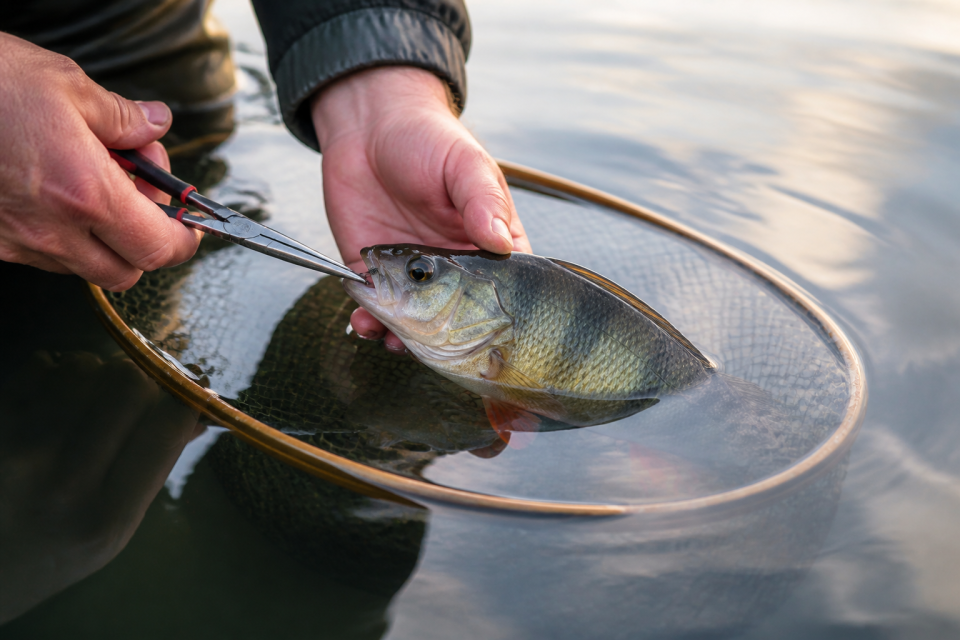 Barsch wird im Wasser mit Zange vom Schonhaken befreit – minimierter Stress.