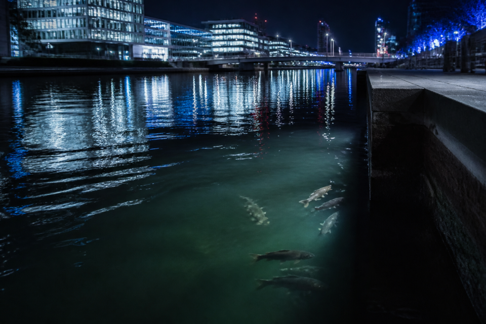 Städtischer Kanal bei Nacht – Licht und Lärm verändern das Unterwasserverhalten.