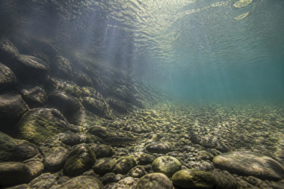 Unterwasseransicht in einem begradigten Fluss mit einheitlicher Strömung, Riprap-Ufer und wenig Struktur
