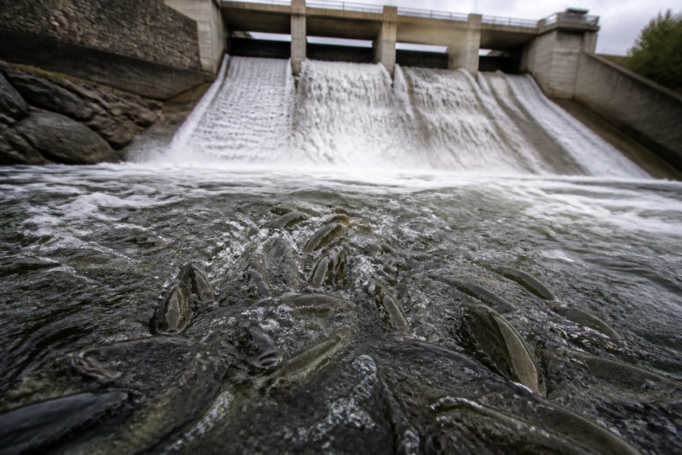 Fische in Verwirbelungen unterhalb einer Staumauer