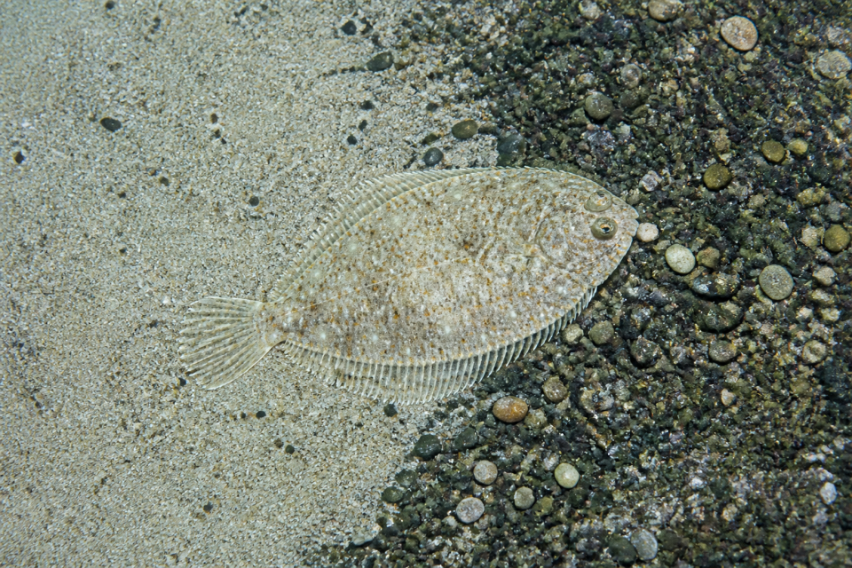 Ein Plattfisch auf hellem Sand und dunklem Kies zeigt die Grenzen der Hintergrundanpassung.