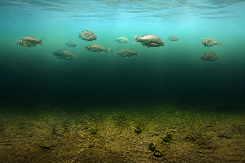 Fische konzentrieren sich in einer schmalen sauerstoffreichen Wasserschicht