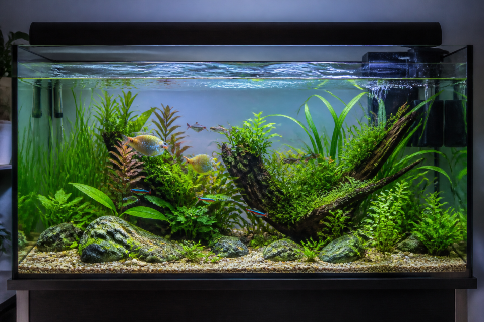 Aquarium mit angemessenem Fischbesatz und bewegter Wasseroberfläche