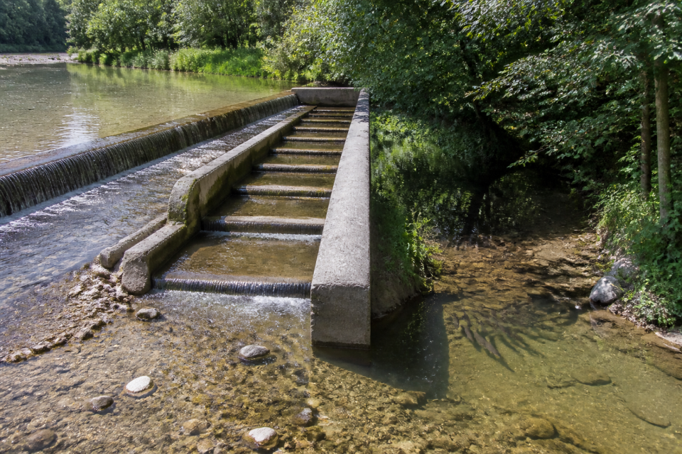 Sommerliches Wehr mit Fischpass und kühlem Nebenbach als Refugium