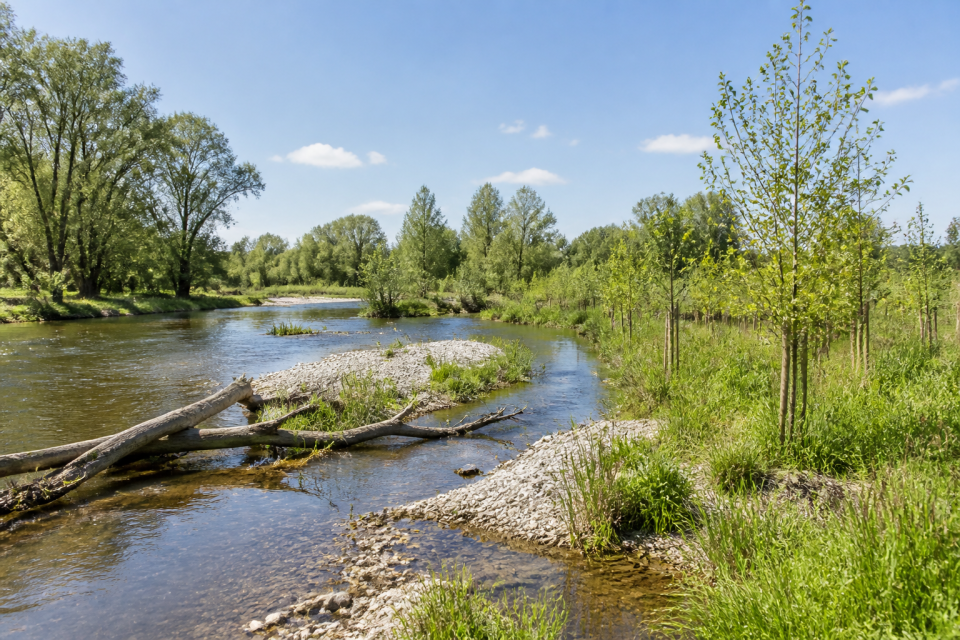 Renaturierter, beschatteter Flussabschnitt mit strukturreichem Habitat