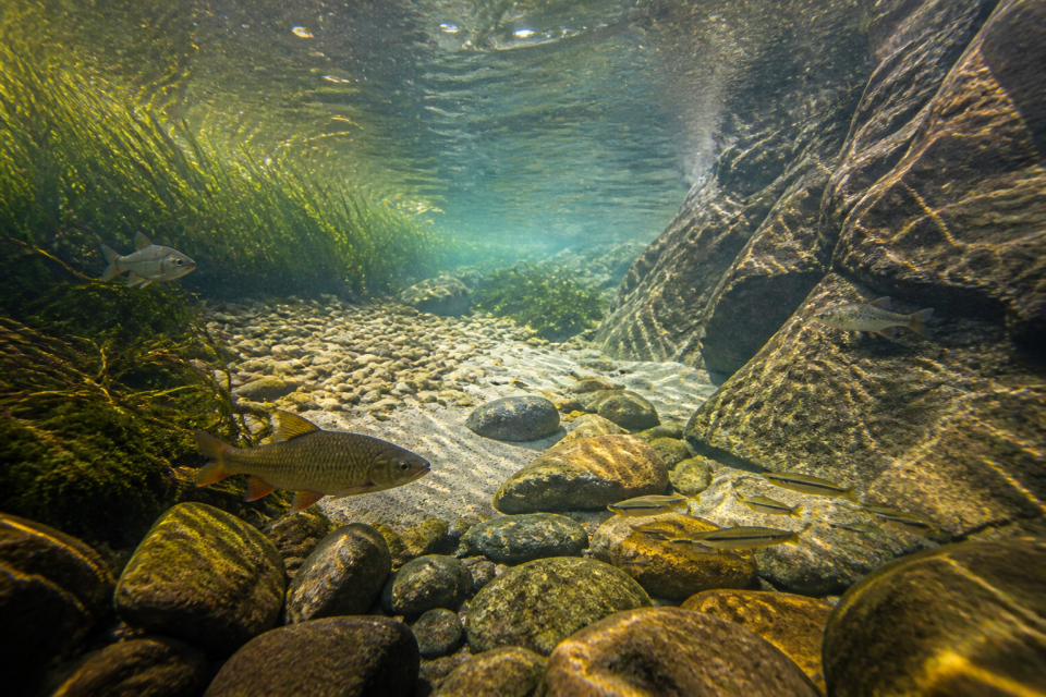 Fluss mit unterschiedlichen Mikrohabitaten, die Schall unterschiedlich formen.