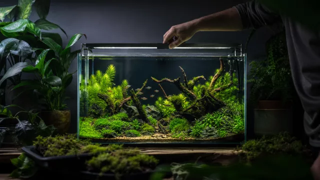 Stell deine Beleuchtungsdauer im Aquarium optimal ein: Tagesplan und Algenbremse