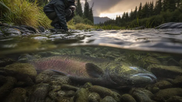Fische schlafen ohne Lider – woran du echte Ruhe erkennst und wann Stillstand ein Warnzeichen ist