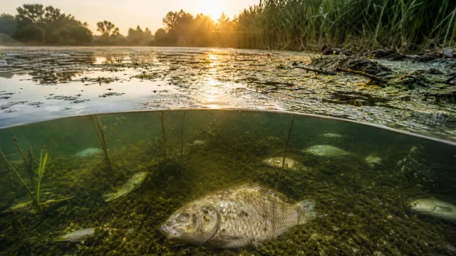 Fischsterben beginnt oft erst nach der Hitzewelle – warum See und Teich zeitversetzt kippen