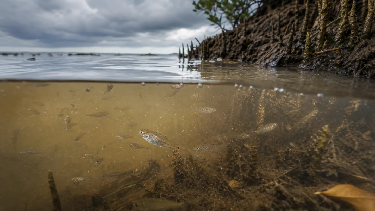 Flache trübe Flussmündung mit Schilfsaum und ruhigem Brackwasser bei sanftem Licht