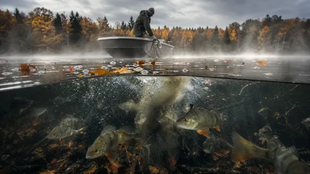 Der See kippt im Herbst nicht einfach – warum die Vollzirkulation für Fische zugleich Hilfe und Stress sein kann