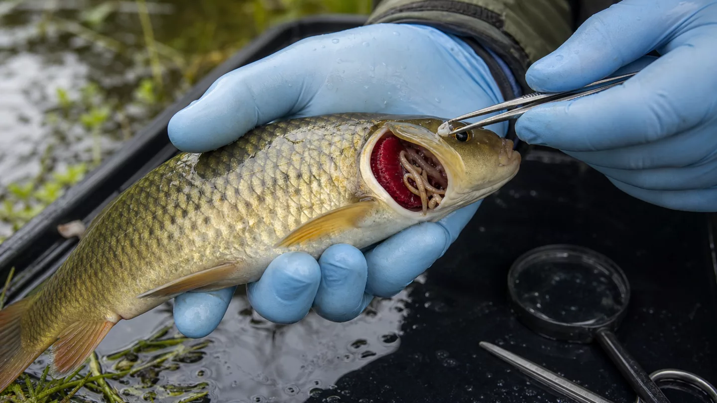 Aquarienfisch mit gespreizten Kiemendeckeln in klarem Wasser, seitliche Nahaufnahme