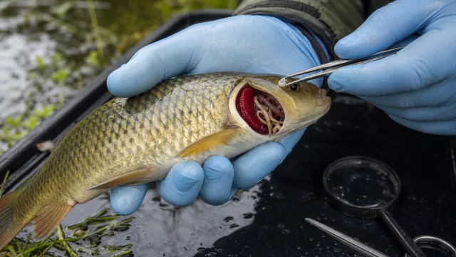 Haben deine Fische Kiemenwürmer? So erkennst du es und handelst richtig