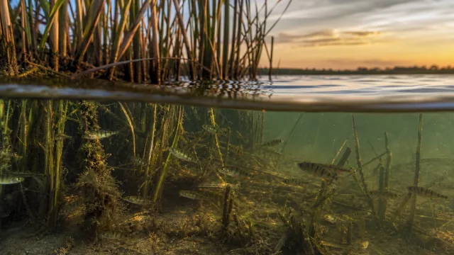 Warum du Schilfgürtel am See schützen solltest: 6 klare Gründe für Jungfische