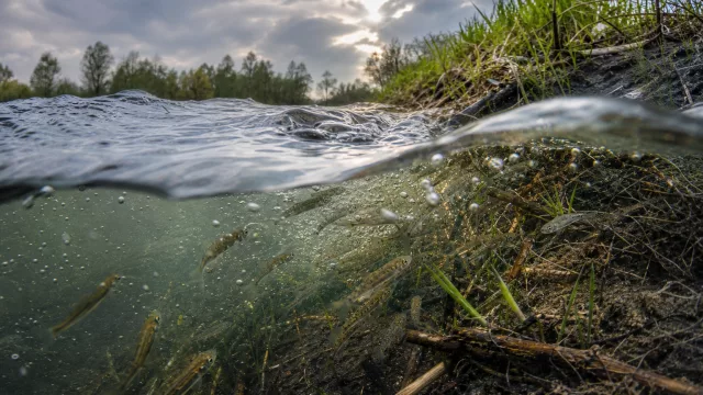 Erkenne Schwall-Sunk im Fluss: 6 Zeichen, die Jungfische ans Ufer drängen