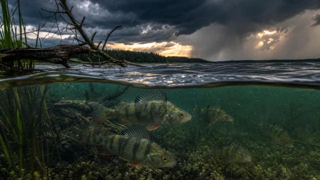 Wenn der See nach Gewitter umschlägt: Wo Fische dann wirklich stehen