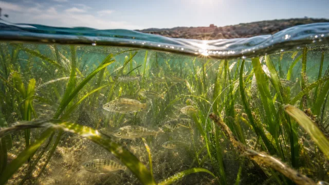 Seegraswiesen wirken unscheinbar – für Jungfische sind sie oft wertvoller als offenes Küstenwasser