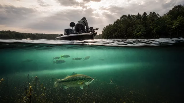 Erkenne die Sprungschicht im See: So verstehst du Sommerfische besser