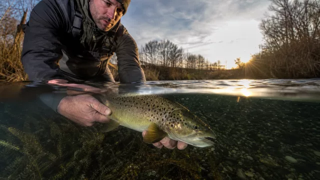 So rettest du Fische nach Luftkontakt: Erste 10 Minuten, die Leben entscheiden