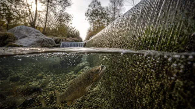 Erkenne problematische Wehre im Bach: 6 Zeichen, dass Fische nicht durchkommen
