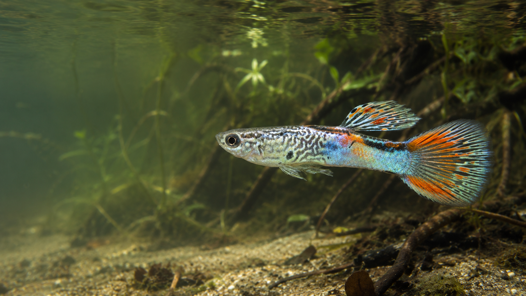 Guppy - Galerie 3