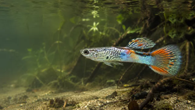 Guppy