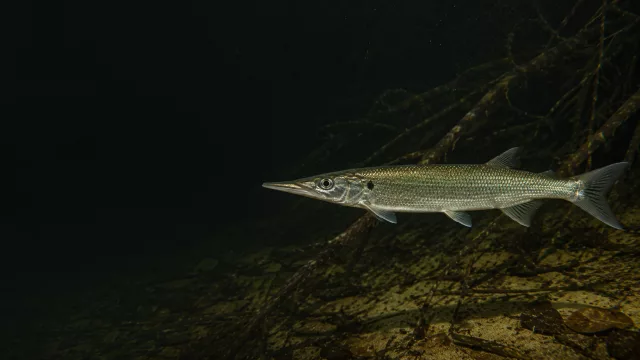 Acestrorhynchus nasutus