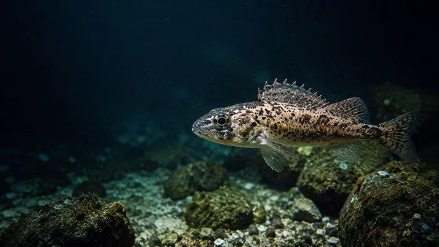 Acanthistius ocellatus