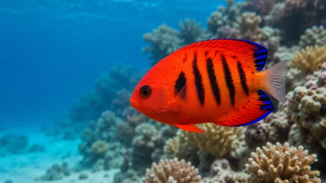 Flammenkaiserfisch