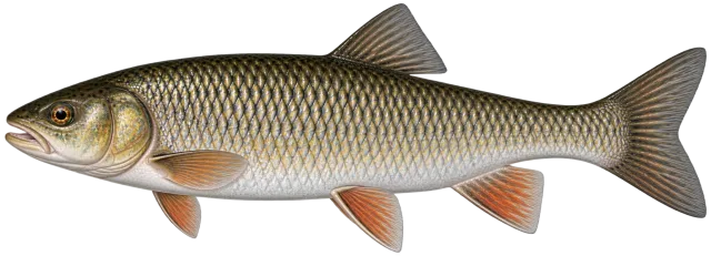 Döbel