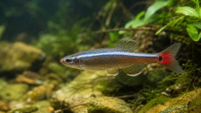 Kardinalfisch