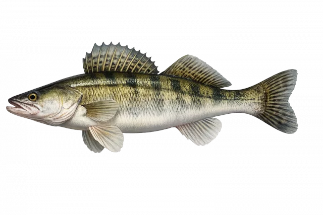 Zander