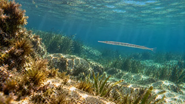Mittelmeer-Ährenfisch