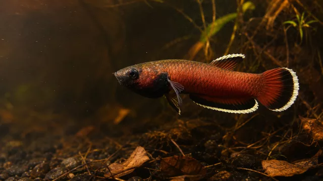 Betta albimarginata