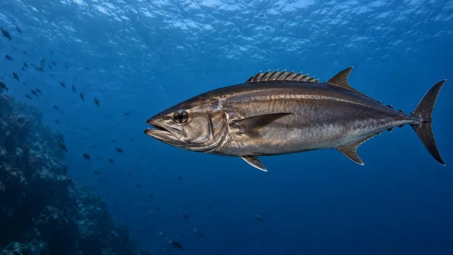 Escolar