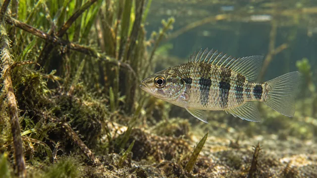 Everglades-Zwergbarsch