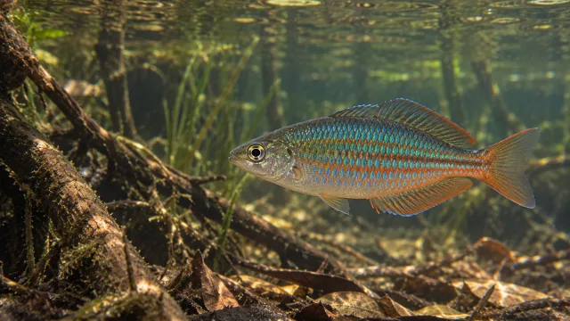 Exquisit-Regenbogenfisch