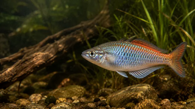 Parkinsons Regenbogenfisch