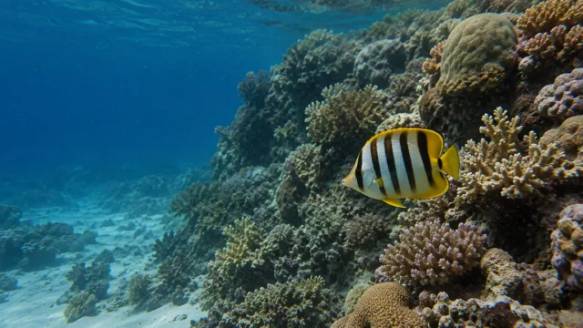 Gestreifter Falterfisch