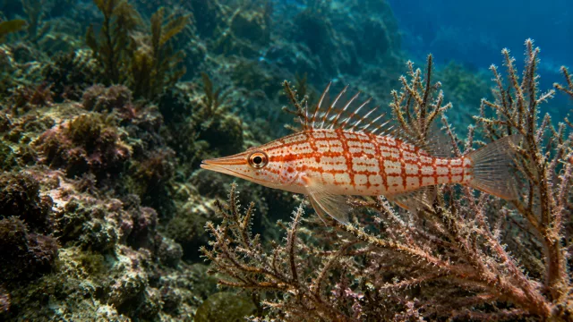Ziegelfisch