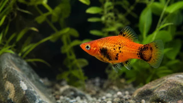 Platy