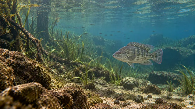 Tilapia