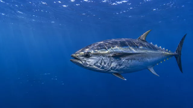 Thunfisch