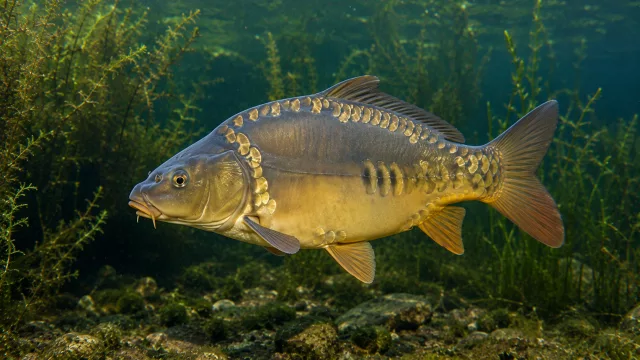 Spiegelkarpfen