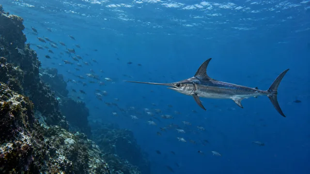 Schwertfisch