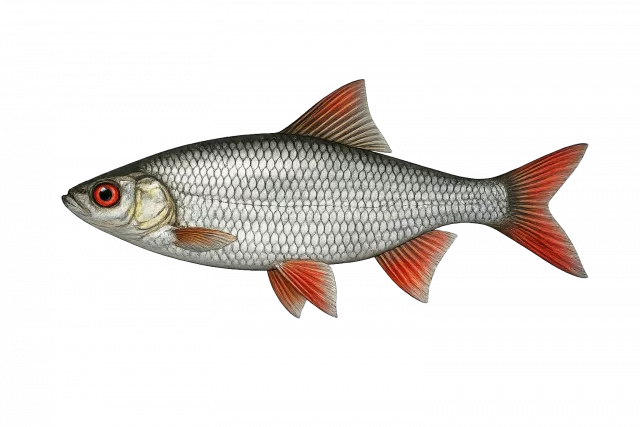 Rotauge