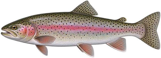Regenbogenforelle
