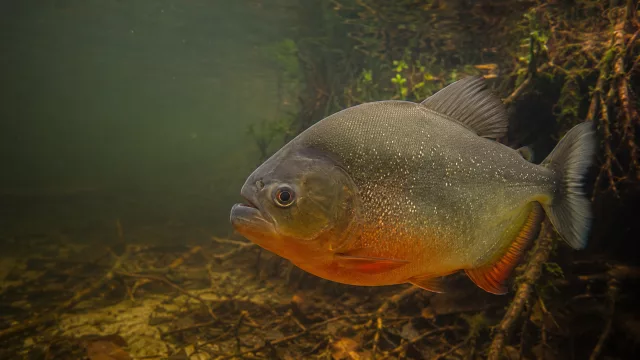 Piranha