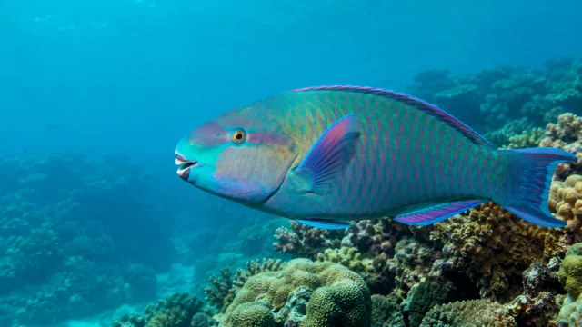 Papageifisch